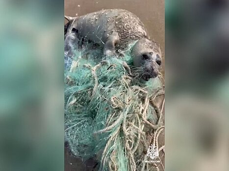 Сотрудник МЧС в Дагестане спас детеныша тюленя