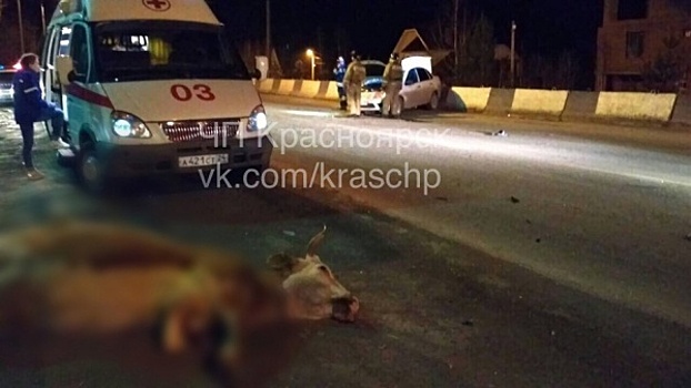 Корова стала причиной серьезной аварии под Красноярском