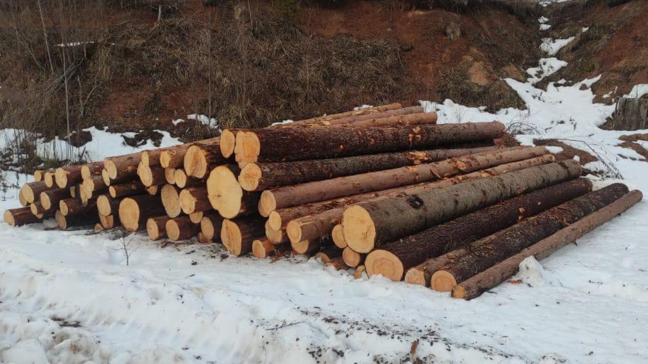 Вологодские полицейские установили «чёрных лесорубов», спиливших в заказнике свыше 100 деревьев