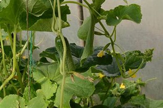 Что ждёт «Индустриальный»? Тепличному комплексу нужны инвестиции