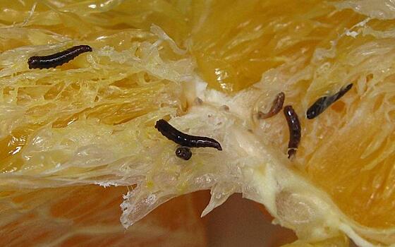 Рязанец нашёл в апельсине личинки жёлтой померанцевой щитовки