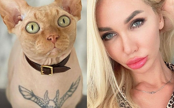 Фитнес-модель сделала большую татуировку голому коту-сфинксу — и соцсети негодуют