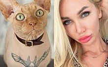 Фитнес-модель сделала большую татуировку голому коту-сфинксу — и соцсети негодуют