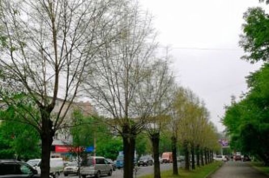 Деревья во Владивостоке лишились листвы из-за массового нашествия гусениц