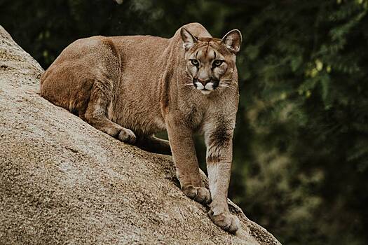 Пума впервые за 20 лет растерзала человека