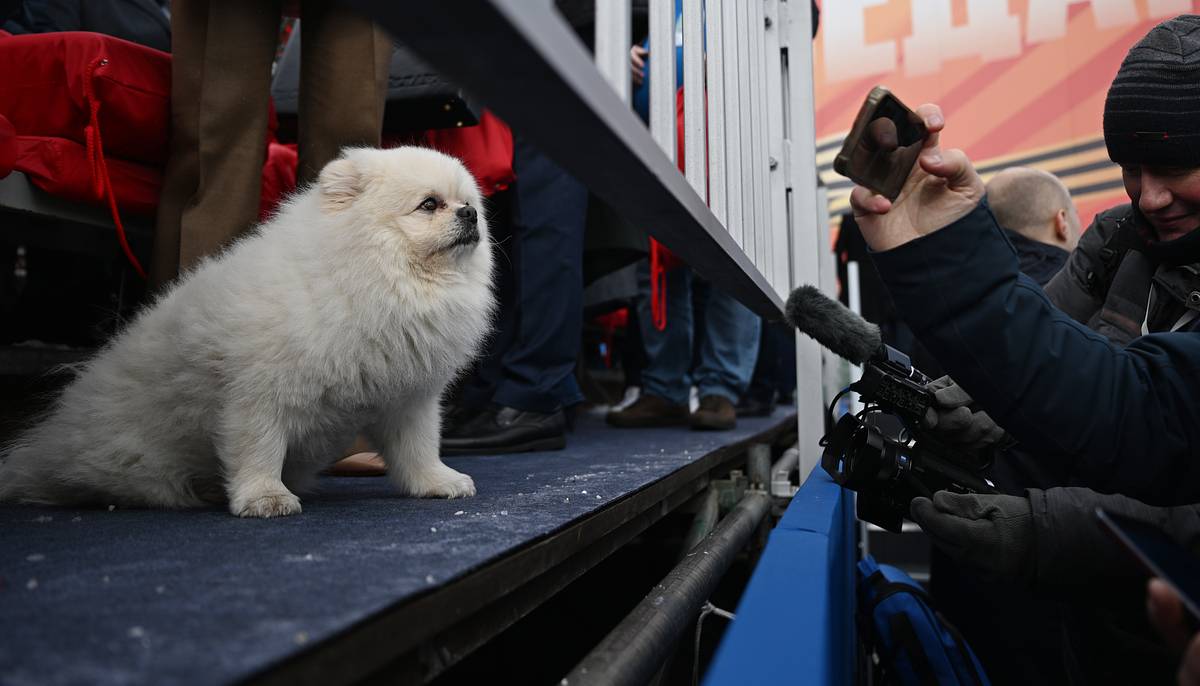 В Германии сочли собаку Лукашенко на параде в Москве отвлекающим маневром