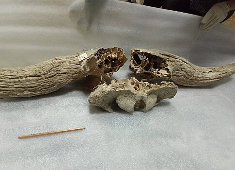Житель Бердска нашел на берегу Оби доисторические останки бизона