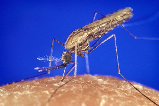 Люди, больные малярией, привлекают комаров