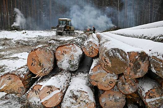 Россиянин незаконно экспортировал лес стоимостью более 80 миллионов рублей