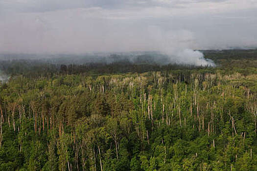 Режим ЧС районного масштаба ввели в заповеднике в Липецкой области из-за пожара
