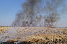 Трое амурчан заплатят за ликвидацию лесных пожаров 1,6 млн рублей