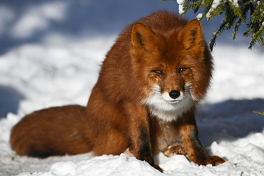 Нашествие лис в Москве объяснили