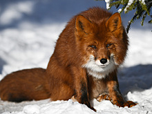 Нашествие лис в Москве объяснили