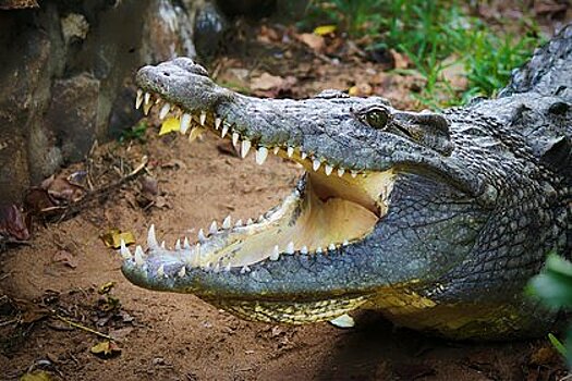 Крокодил схватил рыбака, которого власти назвали "браконьером"