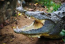 Крокодил схватил рыбака, которого власти назвали "браконьером"