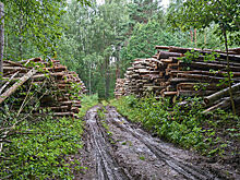 В Коми построят деревообрабатывающий завод