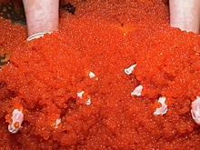 Цены на красную икру проигнорировали хороший улов