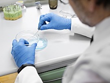 В корме для сельскохозяйственных животных тульского производителя выявлены токсичные бактерии