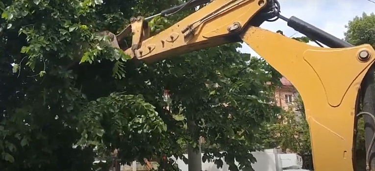 Мэрия Краснодара накажет подрядчика за порчу дерева на улице Московской