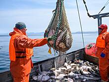 Названа главная причина снижения вылова рыбы в России