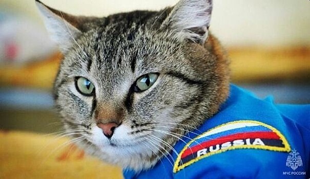 В Тюмени погиб кот-пожарный Семён