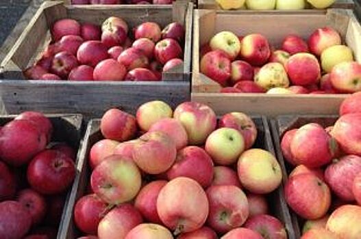В Себежском районе задержали фуру с 20 тоннами польских яблок