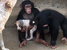 Шимпанзе излечили собаку в Либерии - трогательное видео