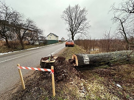 Краснокнижные жуки были обречены: власти объяснили вырубку деревьев вдоль Мамоновского шоссе