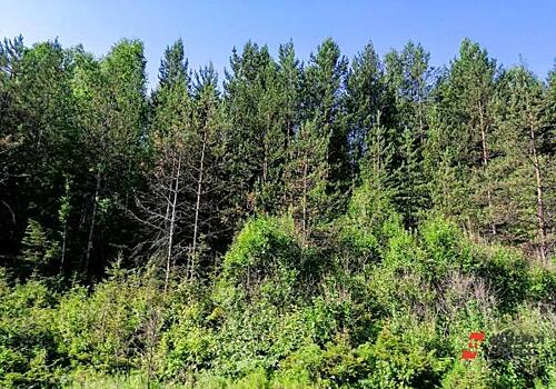 Правительство России совершенствует лесоустройство