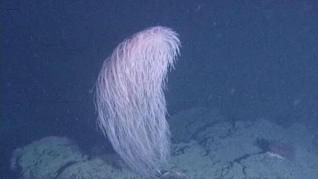 Новый вид кораллов назвали в честь героя «Звездных войн» — угадаете кого?