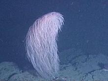 Новый вид кораллов назвали в честь героя «Звездных войн» — угадаете кого?