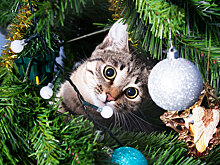 Что будет, если кошка погрызёт новогоднюю ёлку
