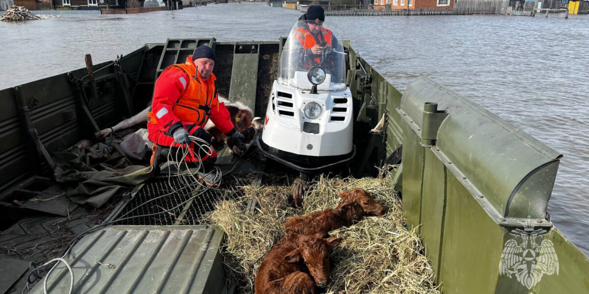 Спасатели эвакуировали корову и двух новорожденных телят в Омской области