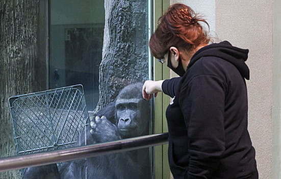 "Они считают зоопарк своим домом". Почему гориллам и капибарам хорошо жить в центре Москвы