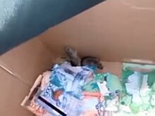 Мыши погрызли деньги в банкомате близ Астаны