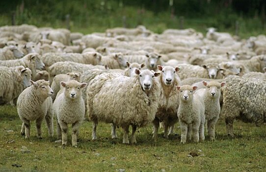 Поголовье овец в Северной Осетии к концу года составит 50 тыс. голов