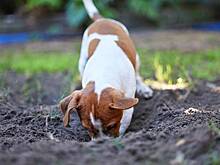 Cобака в третий раз за год притащила хозяйке человеческую кость