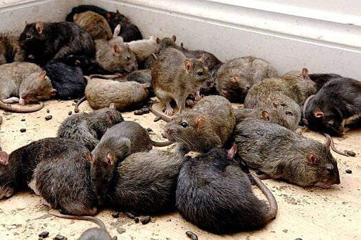 4 июня в Петрозаводске стартует двухнедельная акция по борьбе с крысами