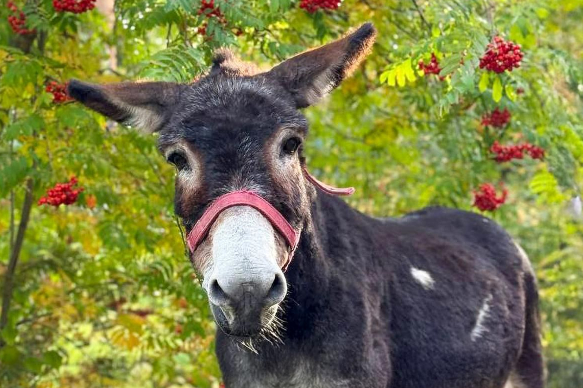 Прибывший из зоны СВО ослик Жорик нашел новый дом в Москве
