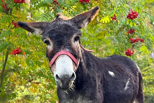 Прибывший из&nbsp;зоны СВО ослик Жорик нашел новый дом в&nbsp;Москве