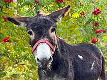 Прибывший из зоны СВО ослик Жорик нашел новый дом в Москве