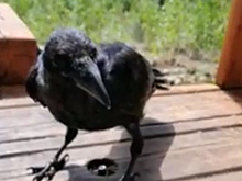 В эко-парке «Гремячая грива» в Красноярске появились дружелюбные вороны