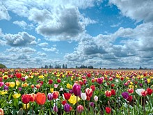 Фестиваль тюльпанов открылся в Калмыкии