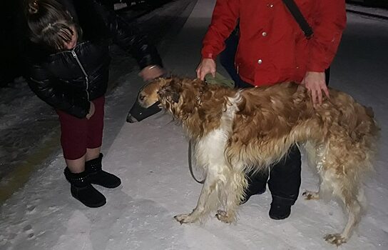 Брошенный в Тюменской области борзой пёс уехал в Хакасию