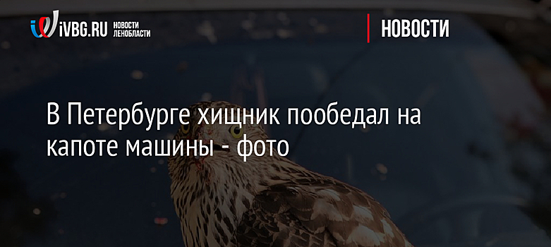 В Петербурге хищник пообедал на капоте машины - фото
