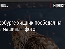 В Петербурге хищник пообедал на капоте машины - фото