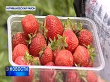 Предприниматели из Нуримановского района планируют собрать 15 тонн клубники с гектара