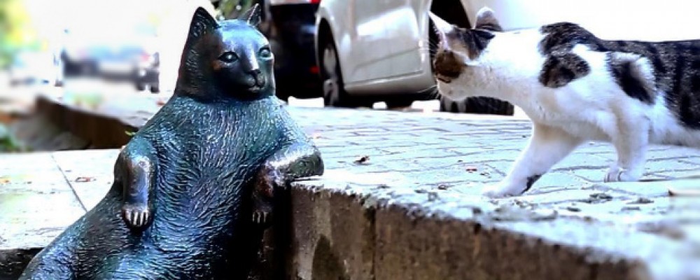 скучающий кот стамбул