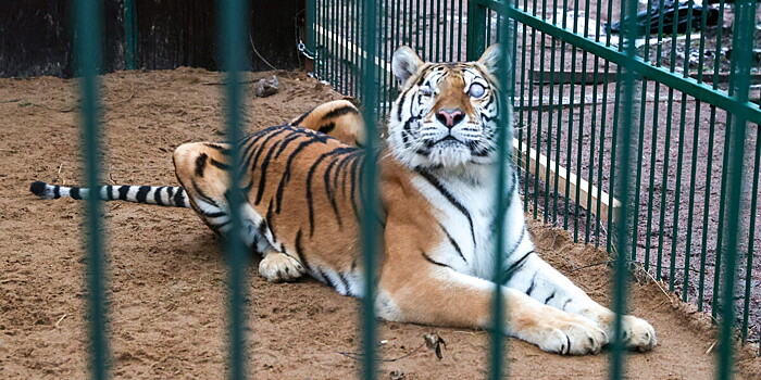 Слепую тигрицу Аврору приютил хоспис в Ленобласти