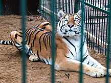 Слепую тигрицу Аврору приютил хоспис в Ленобласти